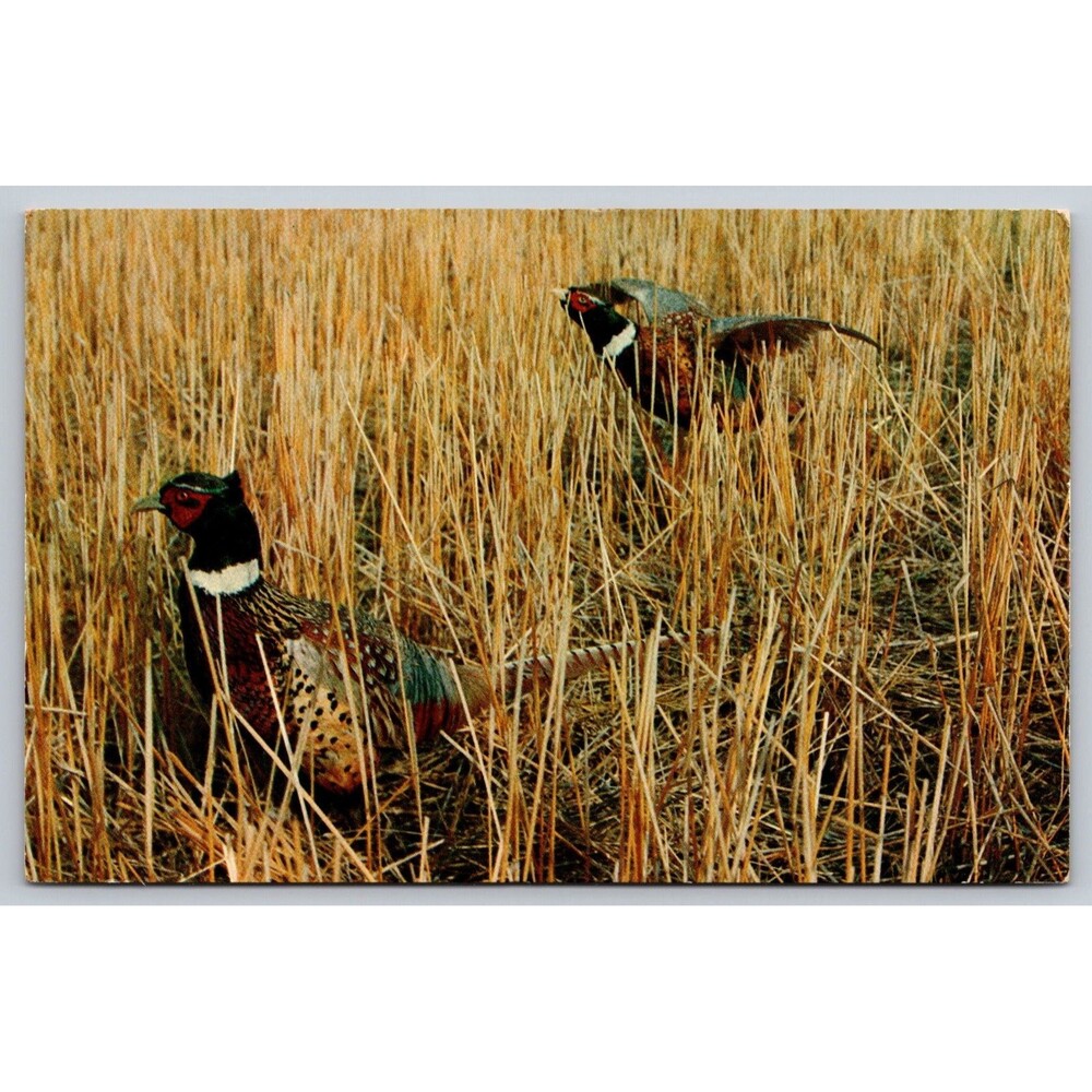 Vintage Pheasants in Field Postcard Tichnor Bros Lusterchrome Unposted K-1913